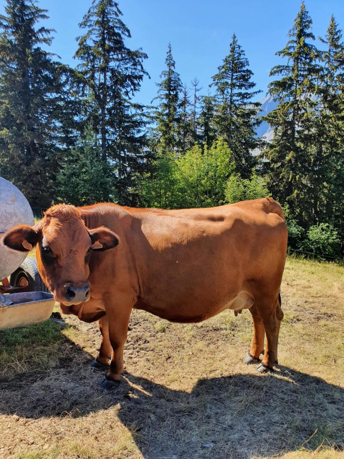 La Duchere 6 Personnes Le Plan La Giettaz Exterior foto